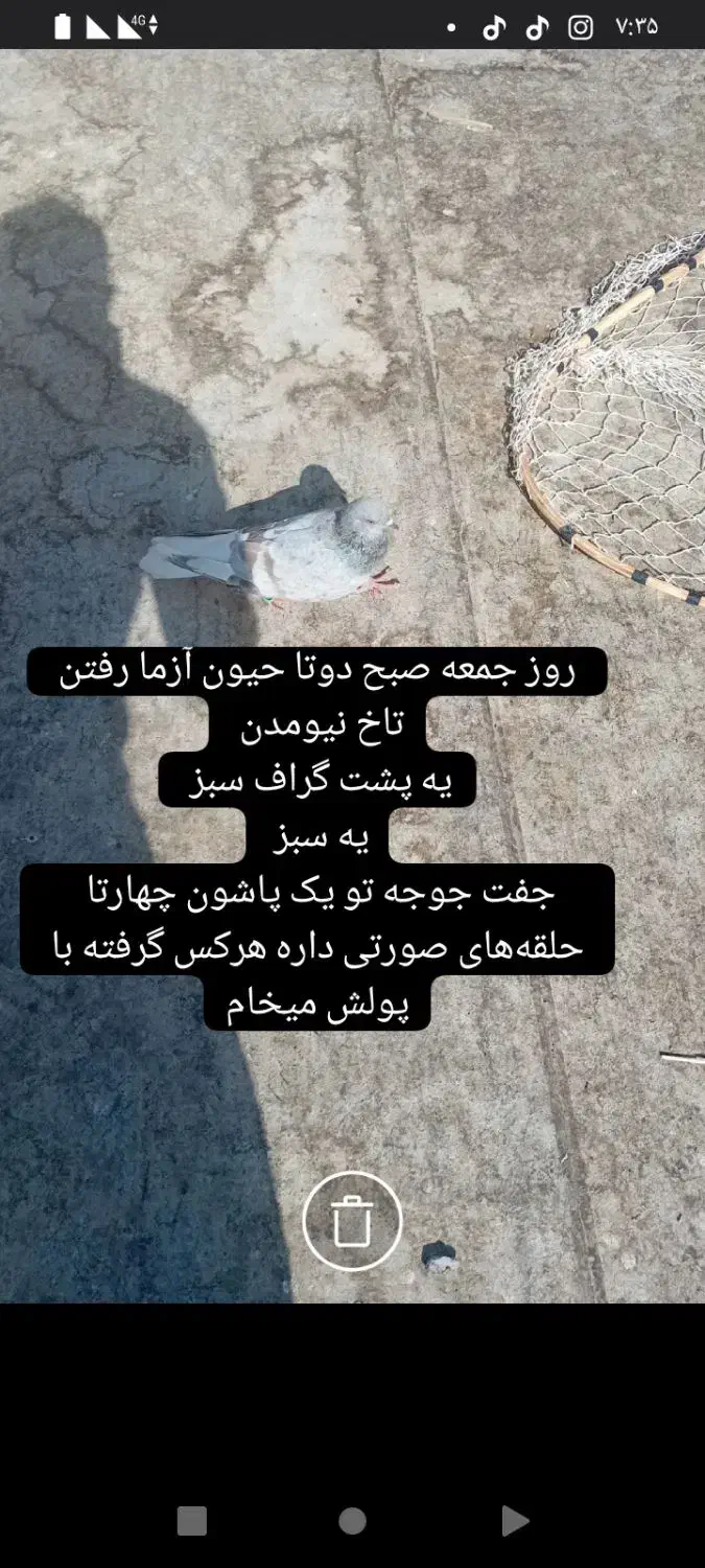 کفتر گمشده|حیوانات|نیشابور, ابراهیم ادهم|دیوار