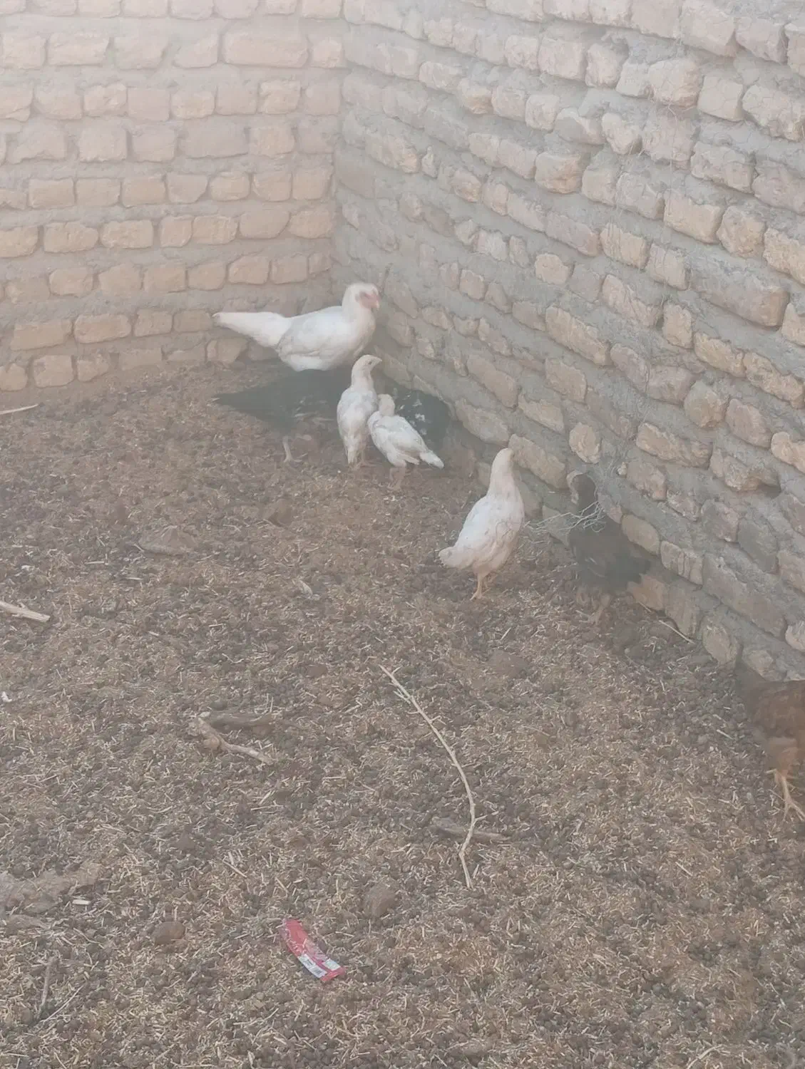 مرغ خروس جوجه محلی|حیوانات مزرعه|تربت جام, شاد|دیوار