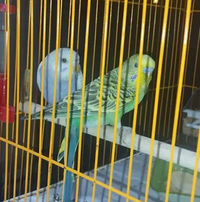 2 عدد مرغ عشق|پرنده|بندر دیر, |دیوار