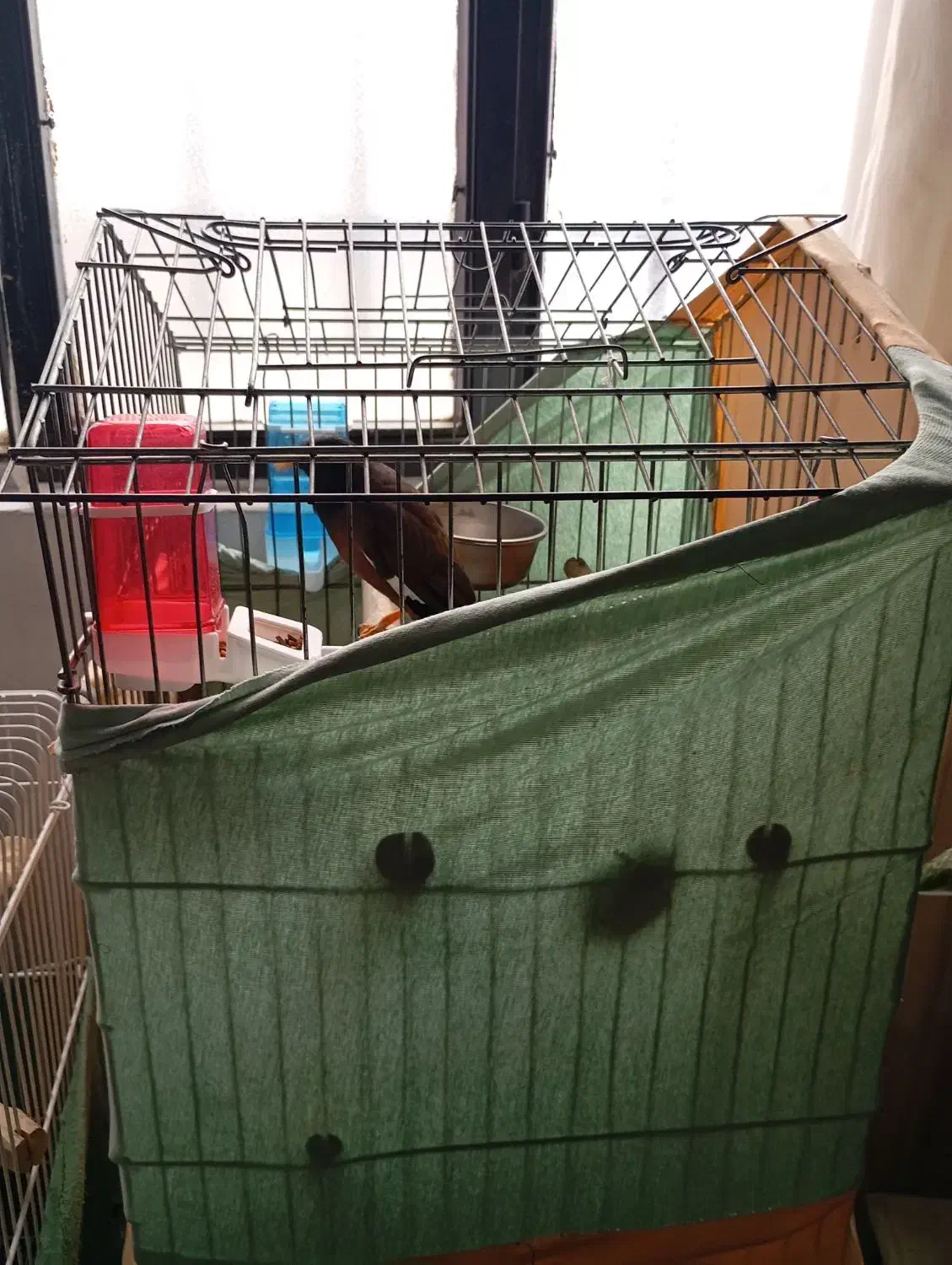 مرغ مینا|پرنده|قدس, شهر‌قدس|دیوار