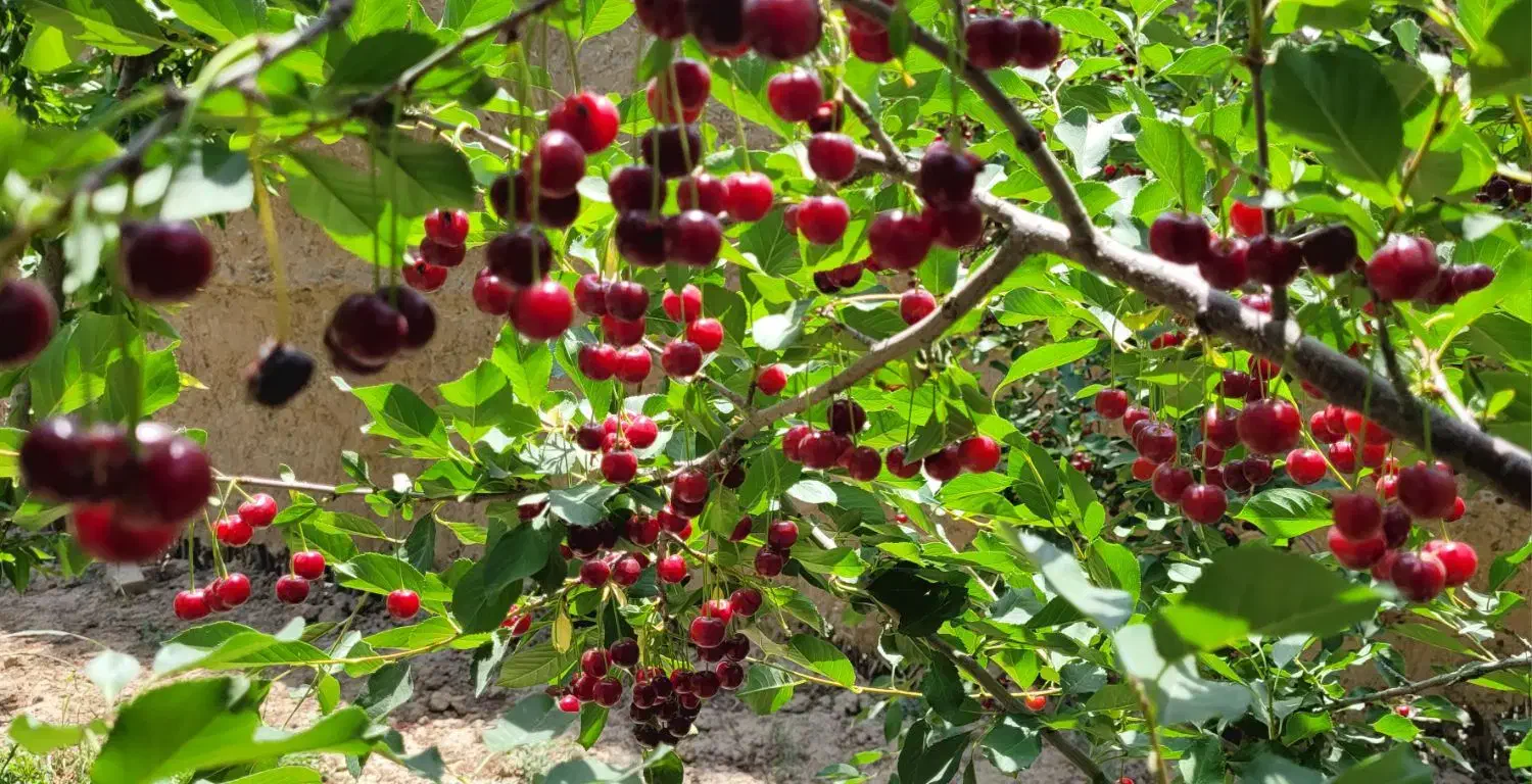 باغ میوه|فروش دفتر صنعتی، کشاورزی، تجاری|باغستان, |دیوار