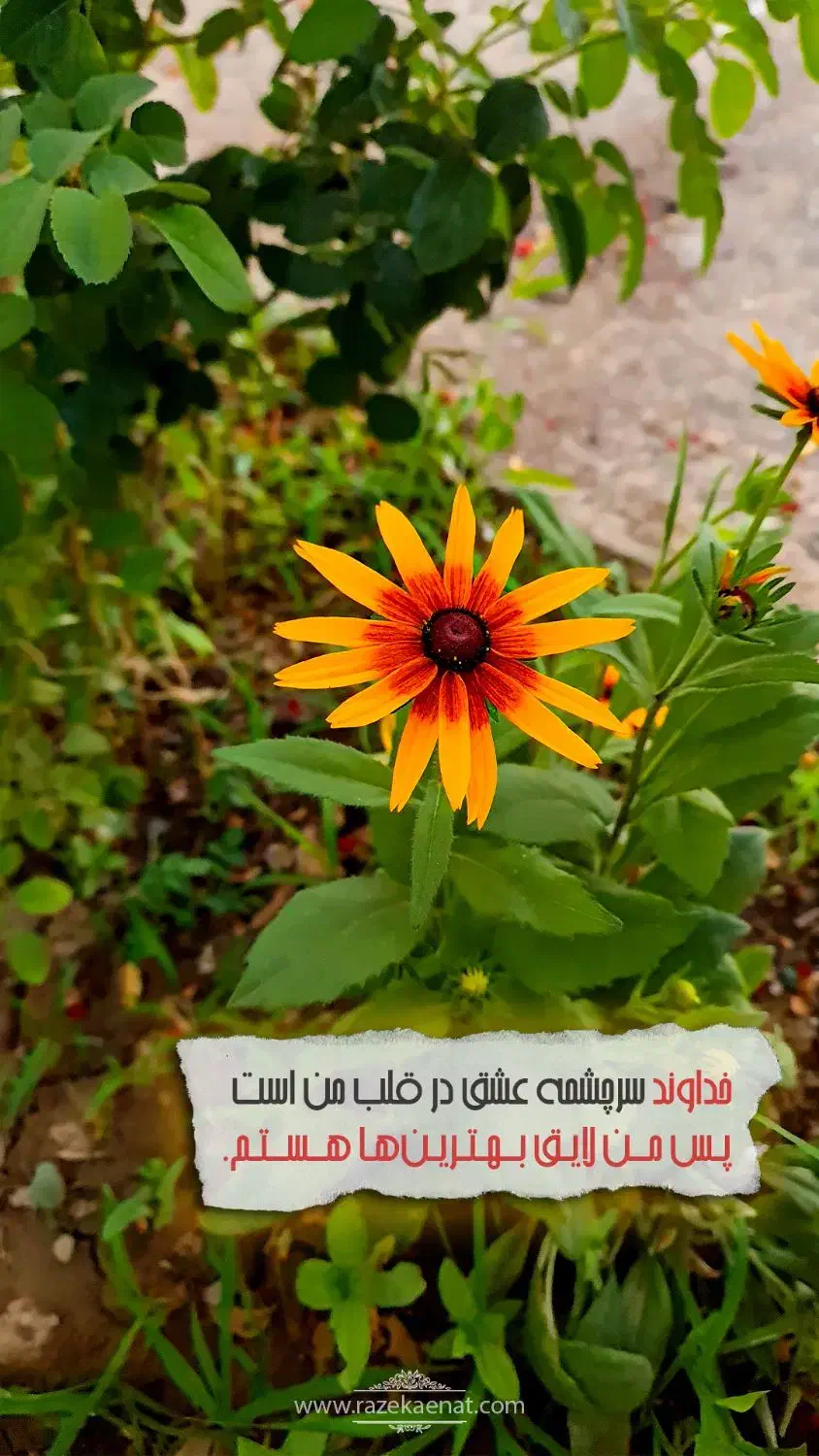 ۵ عدد بلیط حامیم|بلیت کنسرت|ماهدشت, |دیوار