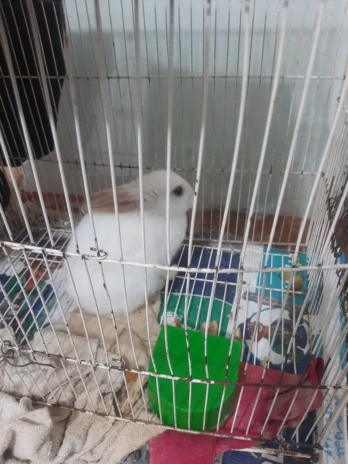 بچه خرگوش|موش و خرگوش|القجر, |دیوار