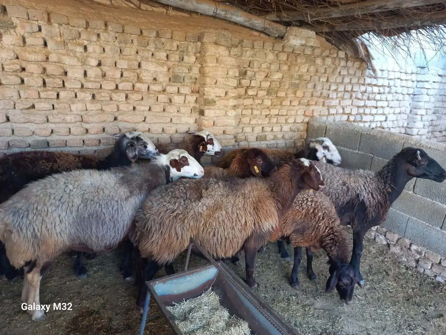 گوسفند و میش آبستن جوان فشندی|حیوانات مزرعه|رامجین, |دیوار