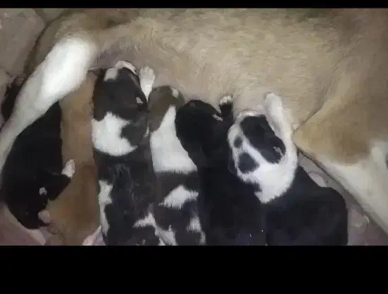 6 عدد توله|سگ|تربت جام, کاریز نو سفلی|دیوار