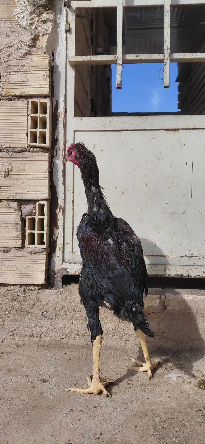 خروس لاری دونگ بالا استان یزد|حیوانات مزرعه|تهران, جوادیه|دیوار