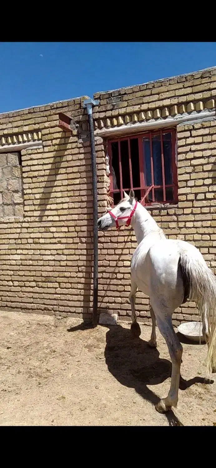 مادیان|اسب و تجهیزات اسب‌سواری|ماهیدشت, |دیوار