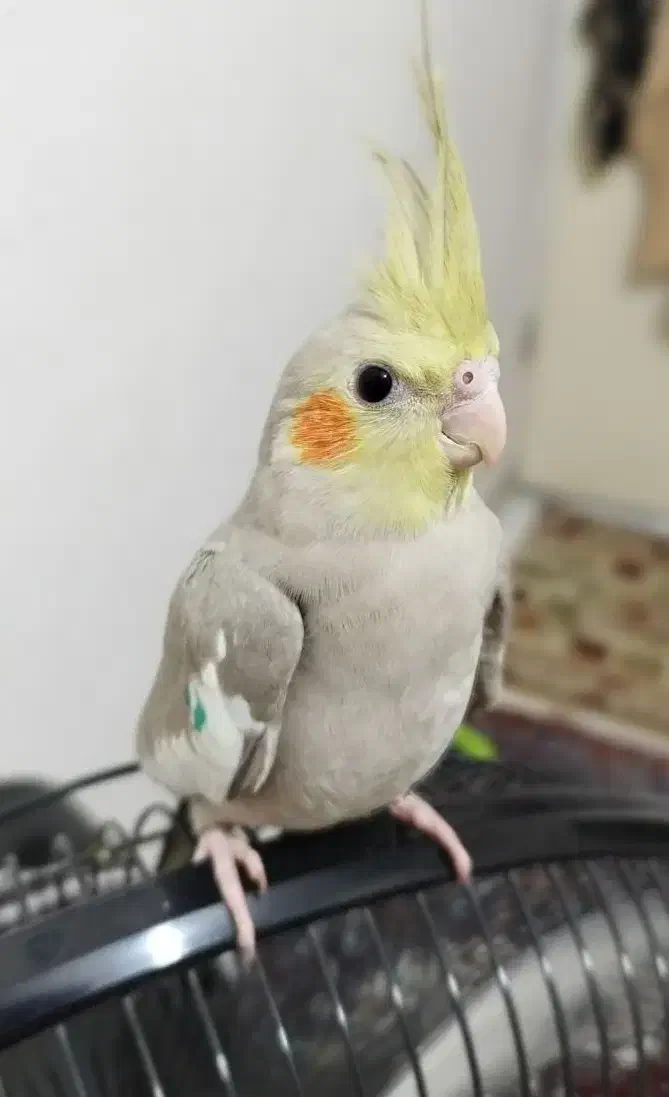 عروس هلندی آهویی|پرنده|کلاچای, |دیوار