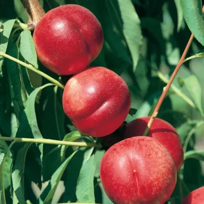 فردس نهال تضمینی|گل و گیاه طبیعی|اصفهان, امامزاده اسماعیل|دیوار