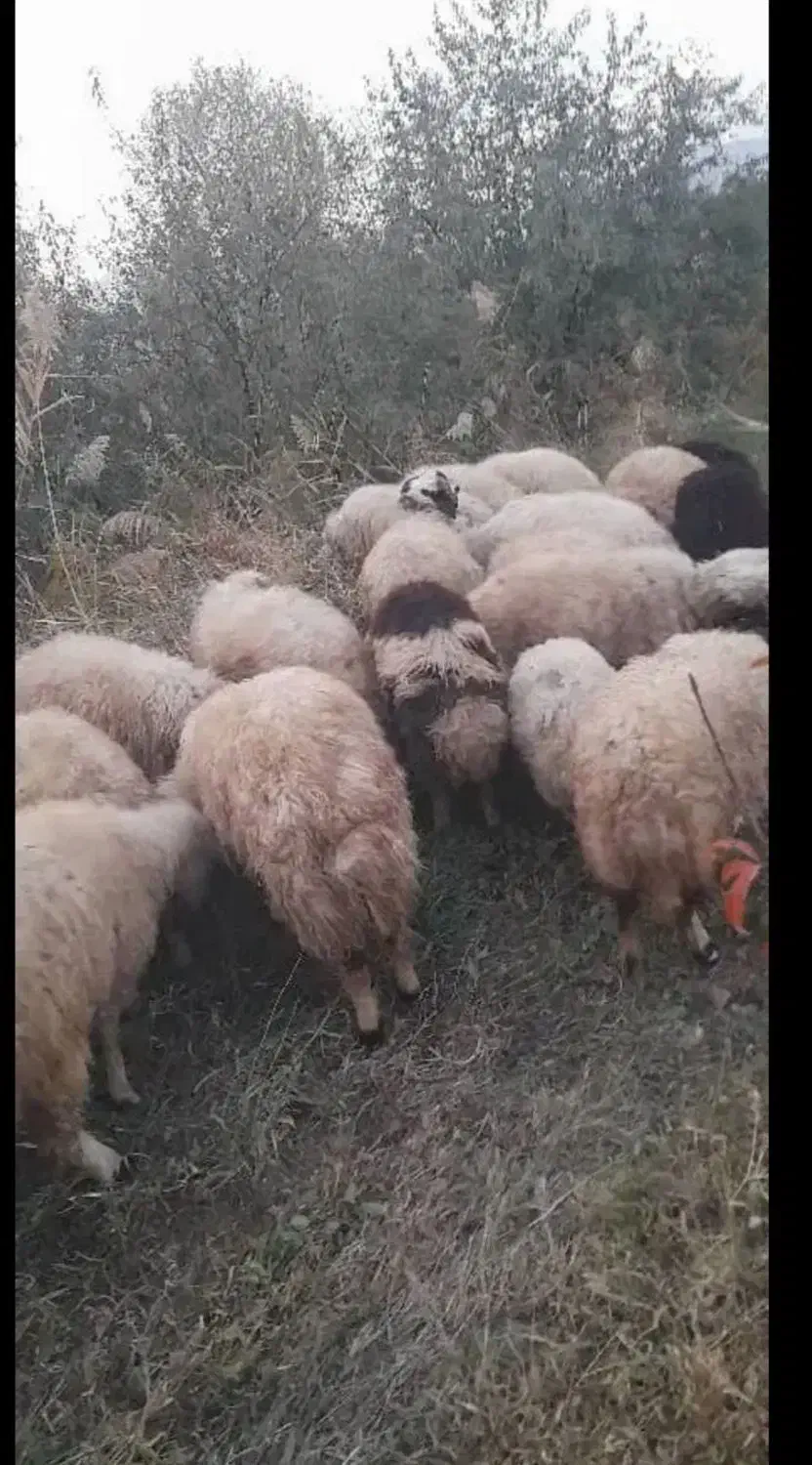 بره نر و ماده  داشتی مناسب برای پروار  چکی هم میدم|حیوانات مزرعه|کرفتو, |دیوار