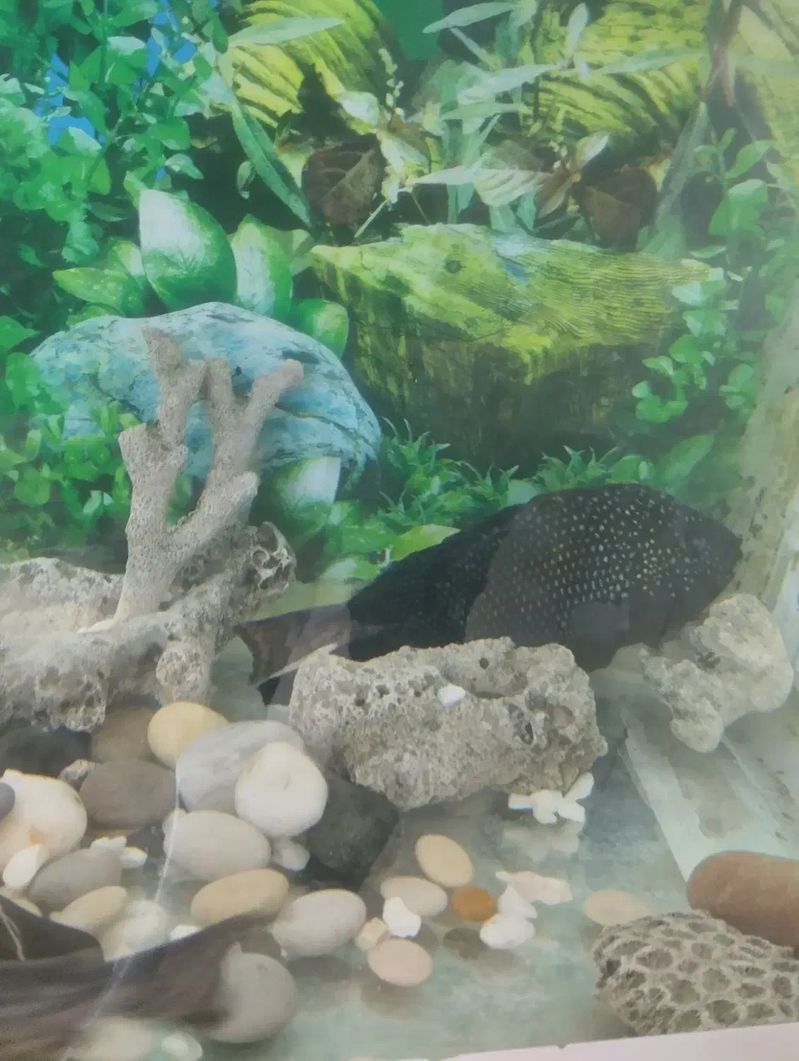 آکواریم تمکیل|ماهی|گلبهار, شهر جدید گلبهار|دیوار