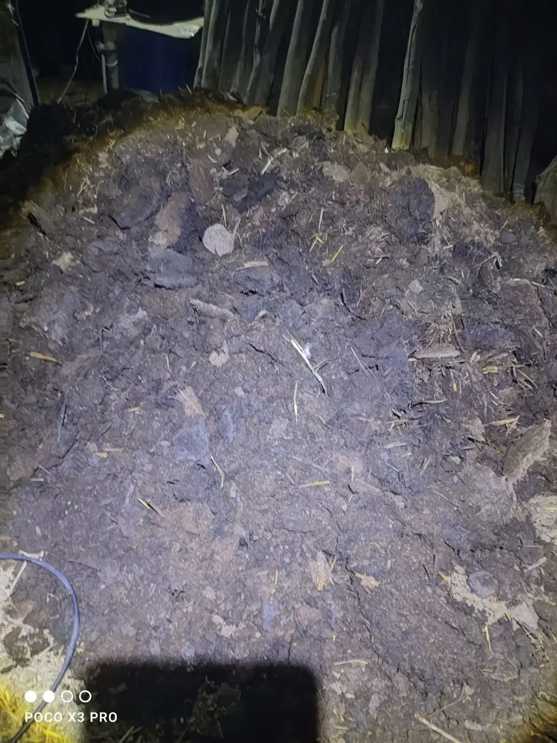 پهن گاو|گل و گیاه طبیعی|طارم, |دیوار