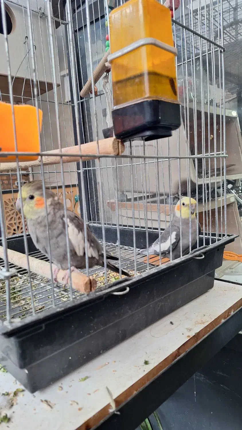 عروس هلندی اصل|پرنده|پیرانشهر, |دیوار