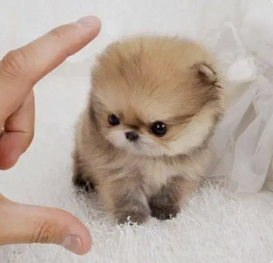 توله پامر فقط امروز با تخفیف|سگ|قوچان, |دیوار