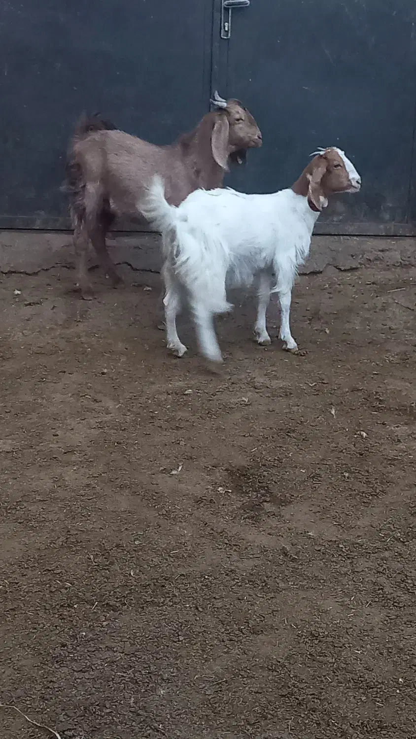 بزنژدی|حیوانات مزرعه|بروجرد, |دیوار