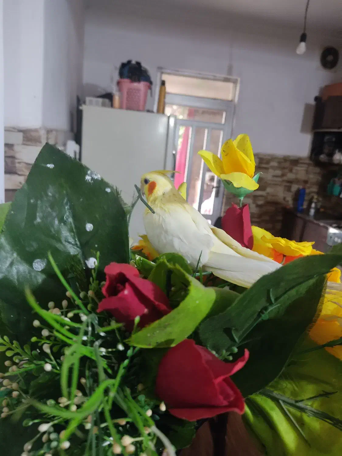 عروس هلندی گمشده|حیوانات|فاضل آباد, |دیوار