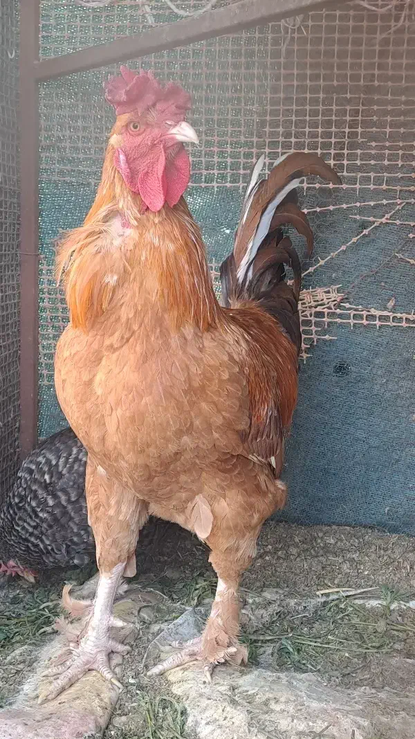 خروس|حیوانات مزرعه|یزد, |دیوار