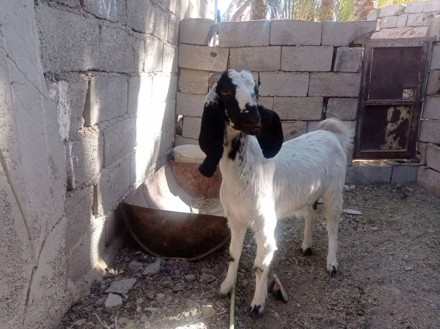 11 8ح|حیوانات مزرعه|گلباف, |دیوار