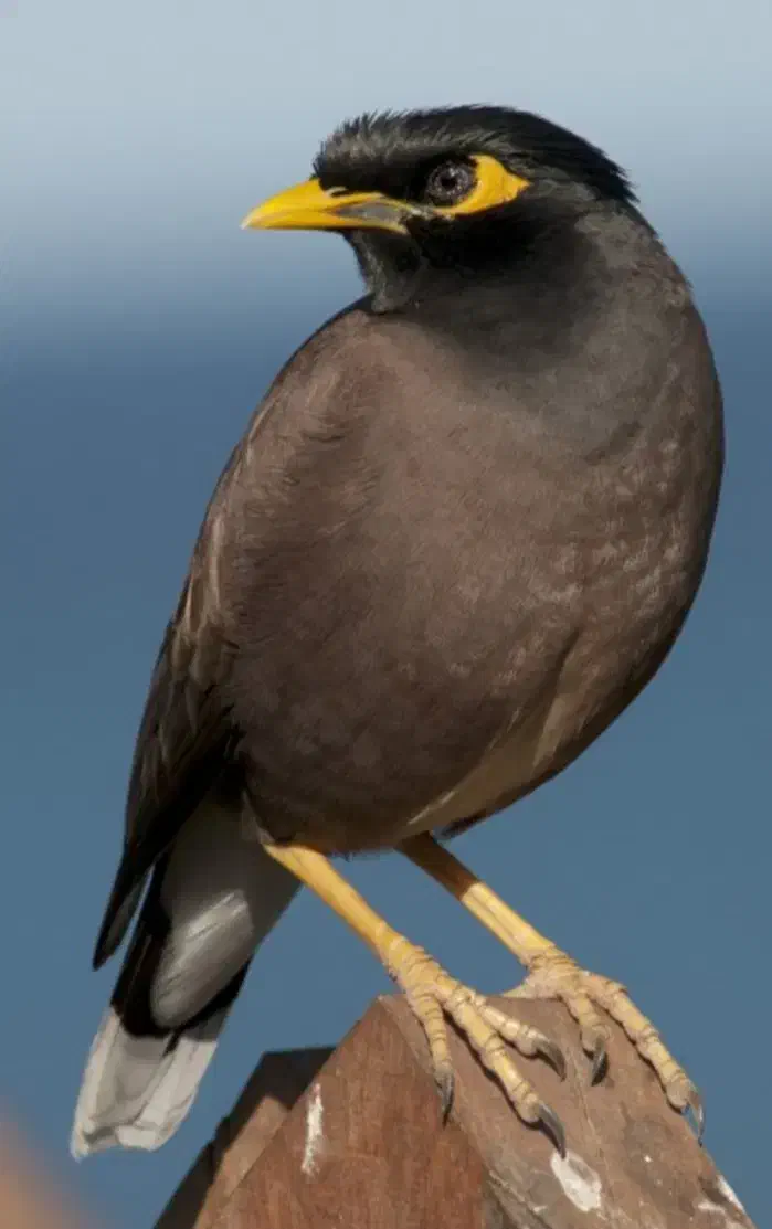 مرغ مینا|پرنده|رشت, حافظ آباد|دیوار