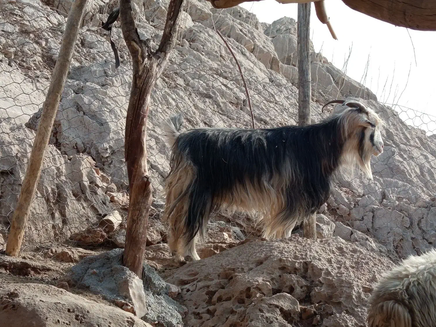 بز جوان|حیوانات مزرعه|ایذه, |دیوار