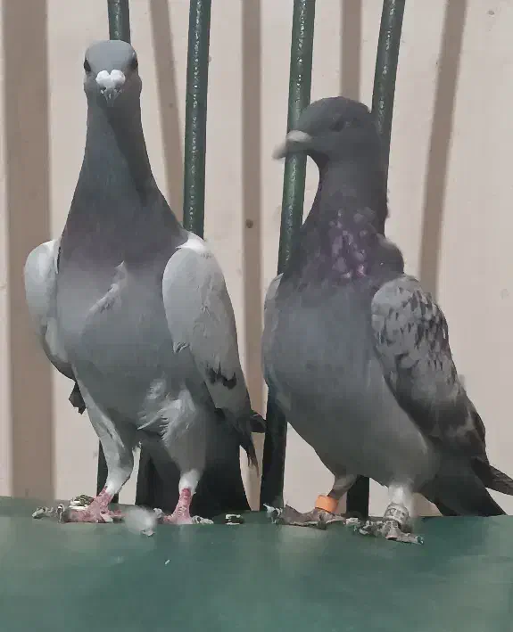 سه تا پرنده فروشی کفتر کبوتر سبز|پرنده|خواف, |دیوار