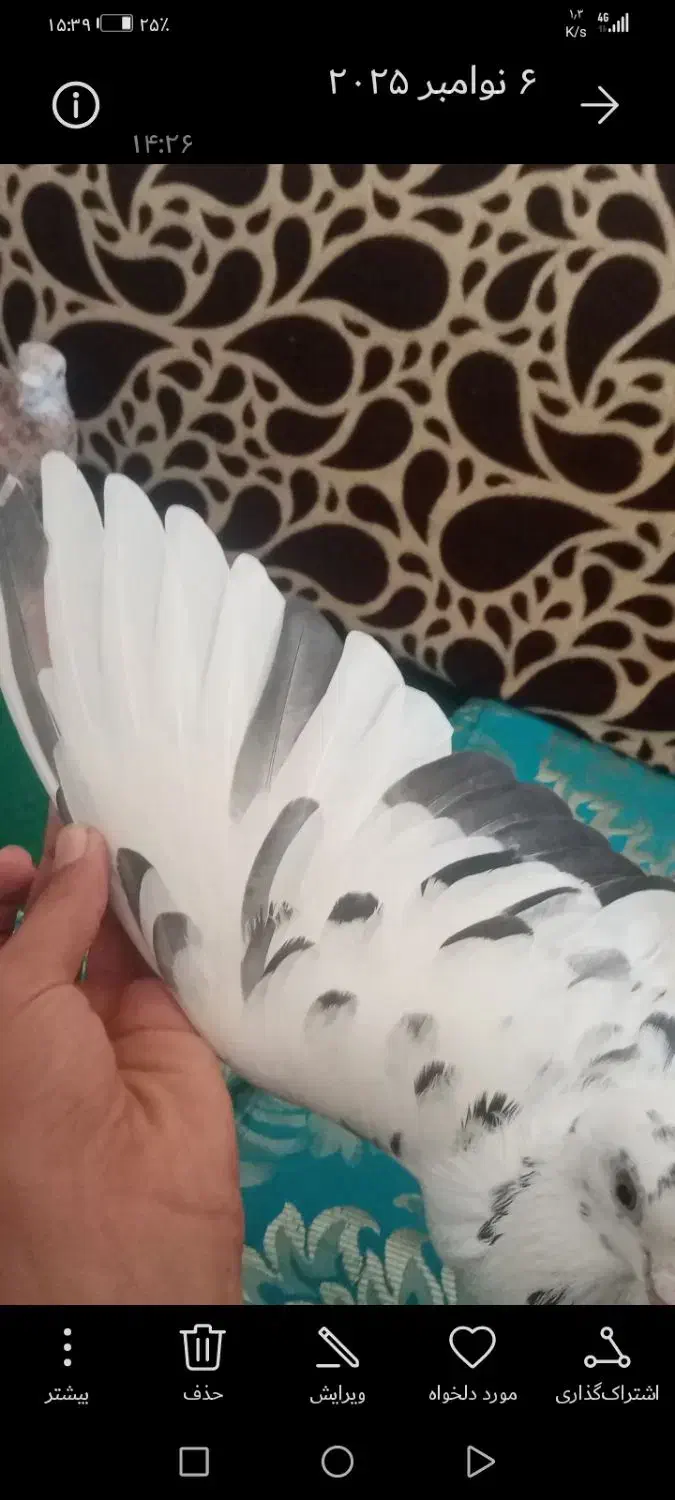 کبو تر پلاکی|پرنده|بابا حیدر, |دیوار