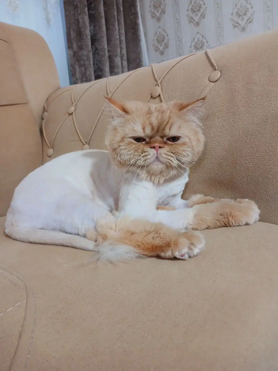 گربه پرشین یک ساله وجنسیت نر|گربه|بجنورد, |دیوار