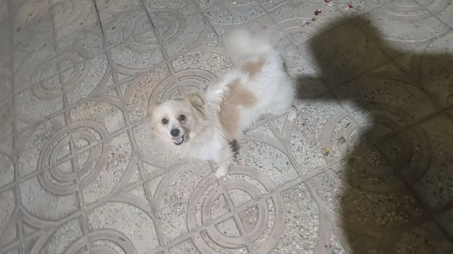 سگ پامر|سگ|پیر بکران, |دیوار