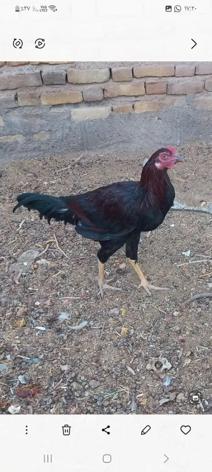 یک عدد جوجه خروس چابهاری|پرنده|زید آباد, |دیوار