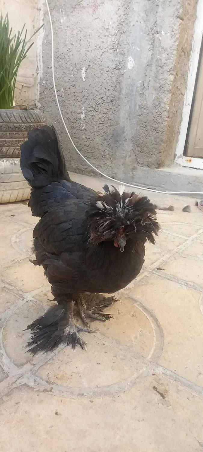 مرغ سلطان|حیوانات مزرعه|کازرون, |دیوار