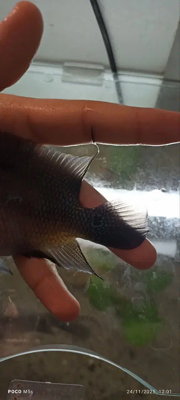 ماهی مولی وفلاور|ماهی|اهواز, شهرک برق|دیوار