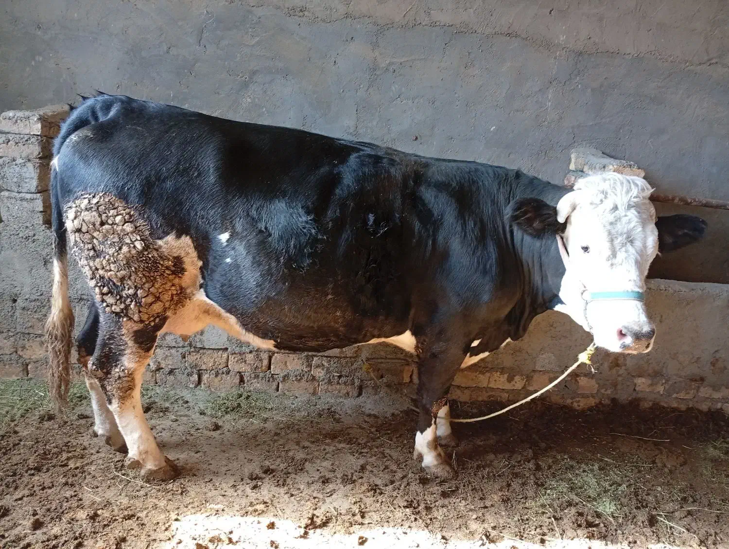 حیوانات مزرعه|حیوانات مزرعه|فریدونشهر, |دیوار