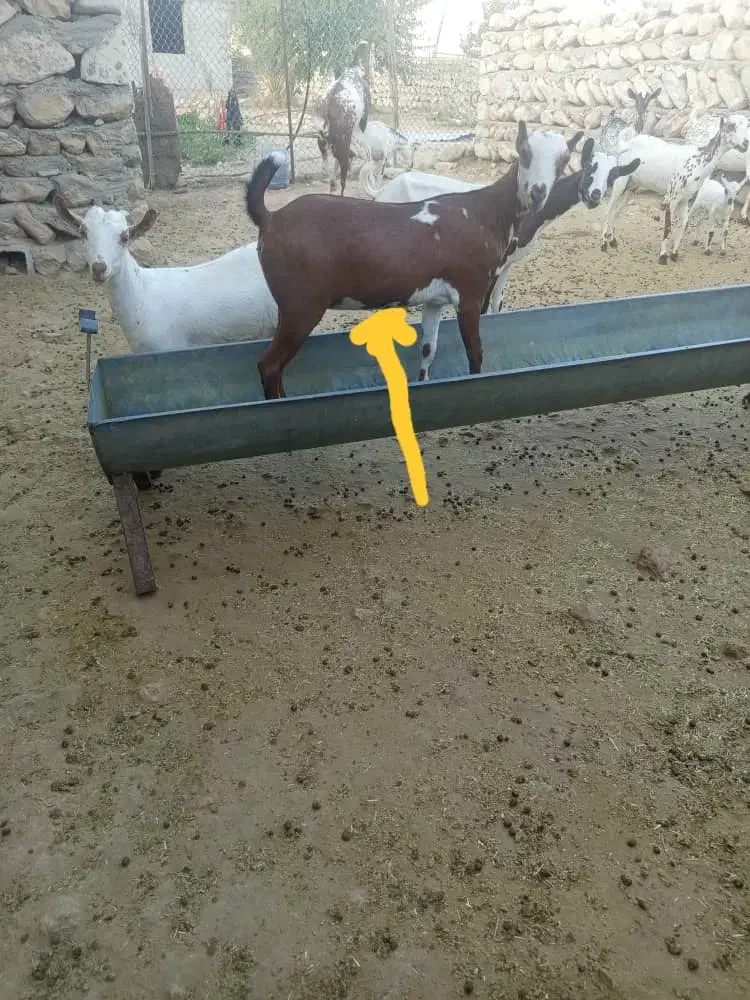 کهره ماده چاق|حیوانات مزرعه|بندرعباس, |دیوار