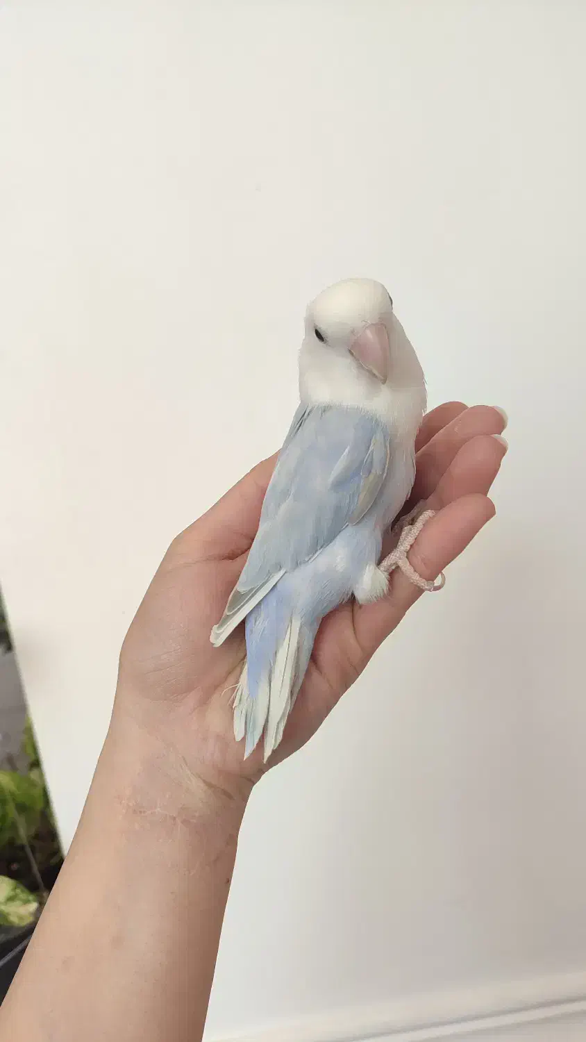 کوتوله نر نیمه رام|پرنده|بوشهر, |دیوار