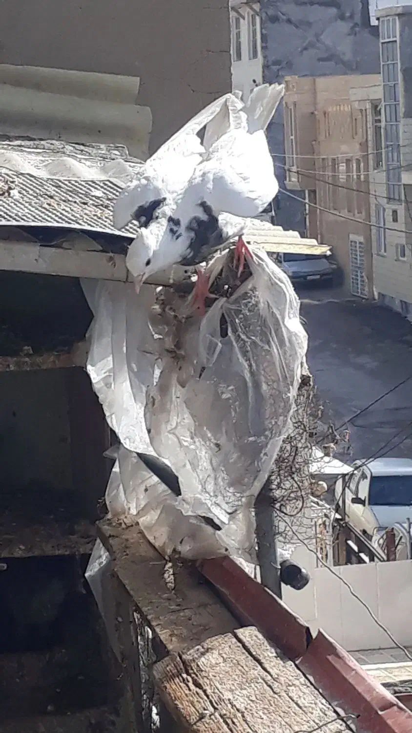 کبوتر|پرنده|سرپل ذهاب, |دیوار