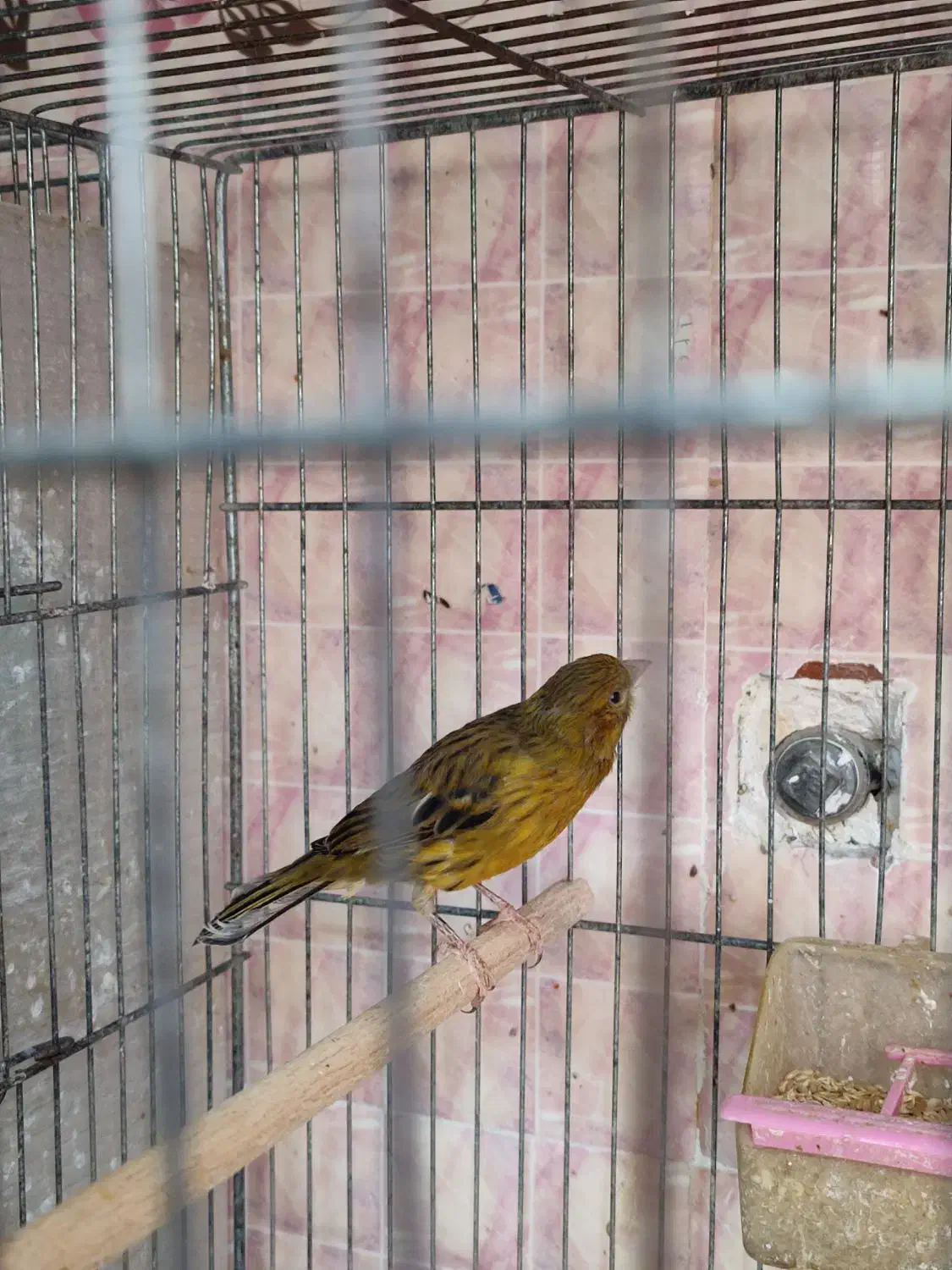 قناری ماده سهره دارابی|پرنده|فسا, |دیوار