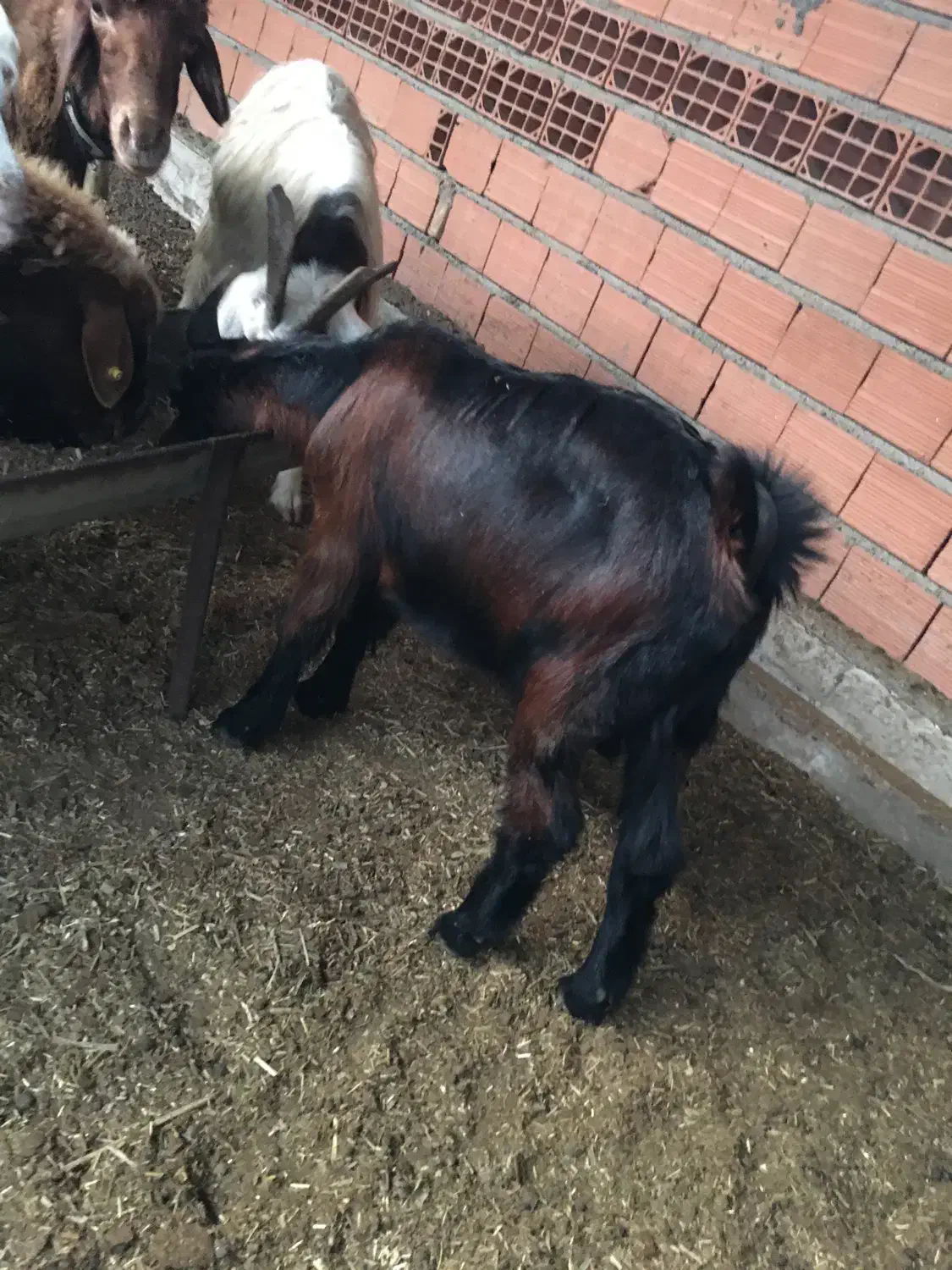 بز ماده و بزقاله نر|حیوانات مزرعه|سیمین شهر, |دیوار