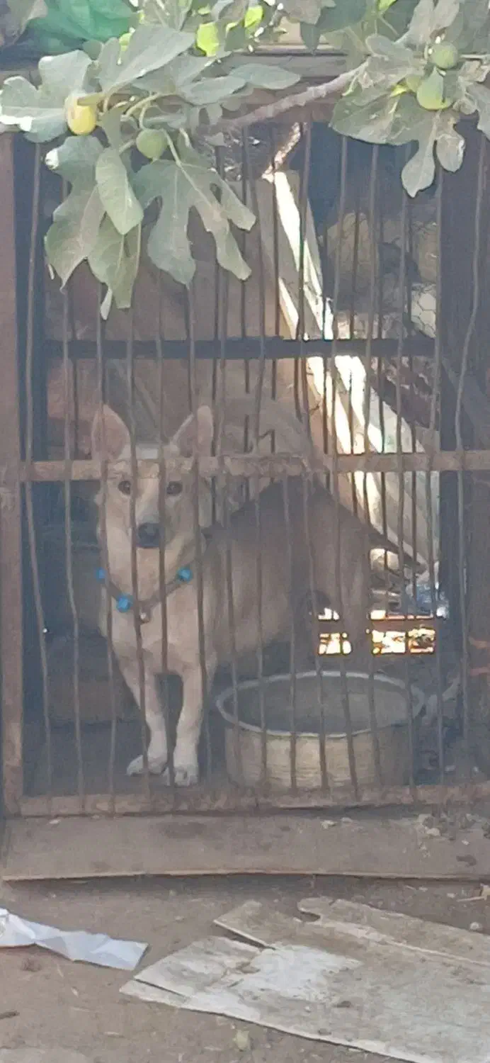 سگ گمشده|حیوانات|یزد, |دیوار