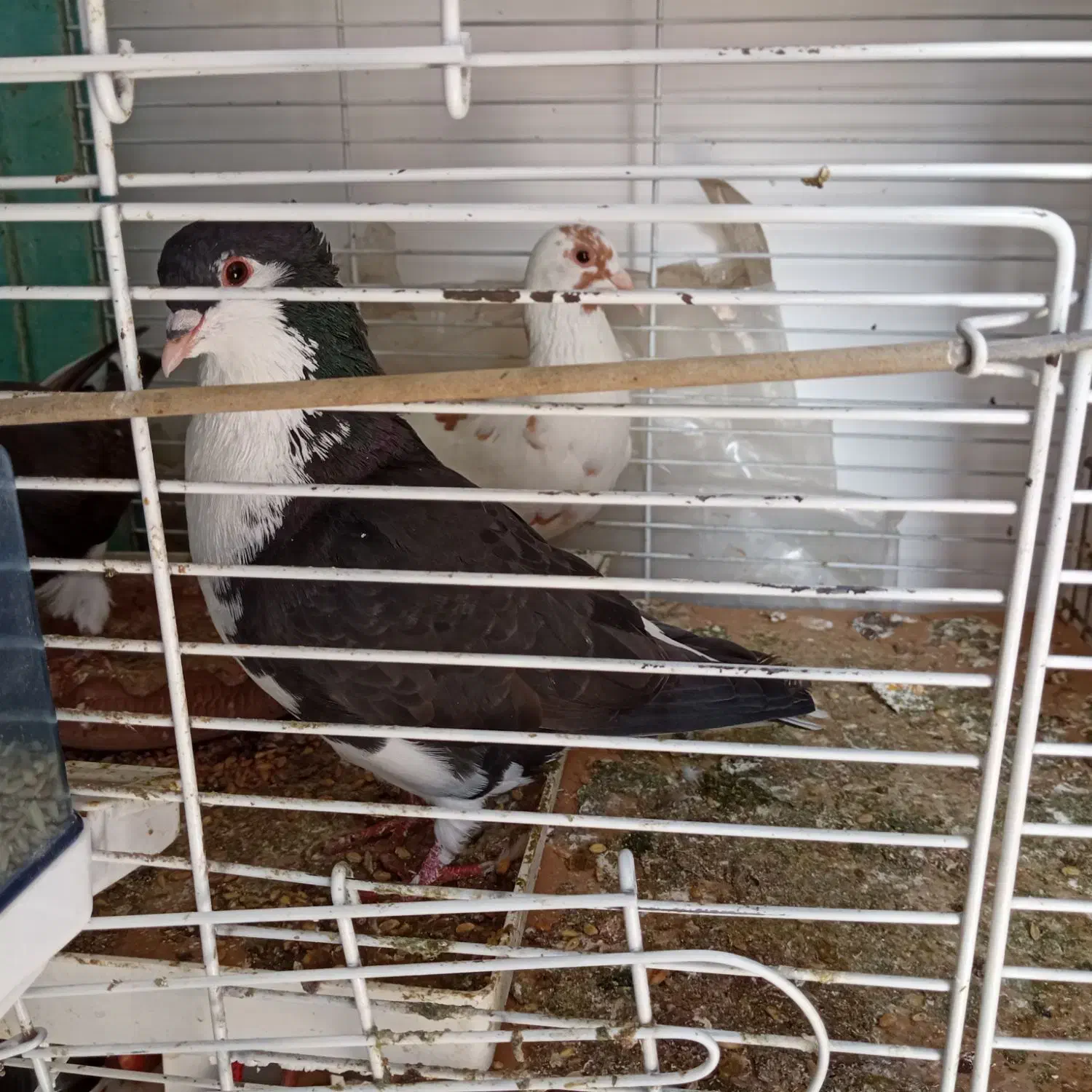 کبوتر رنگه جفگاه|پرنده|مشهد, امیریه|دیوار