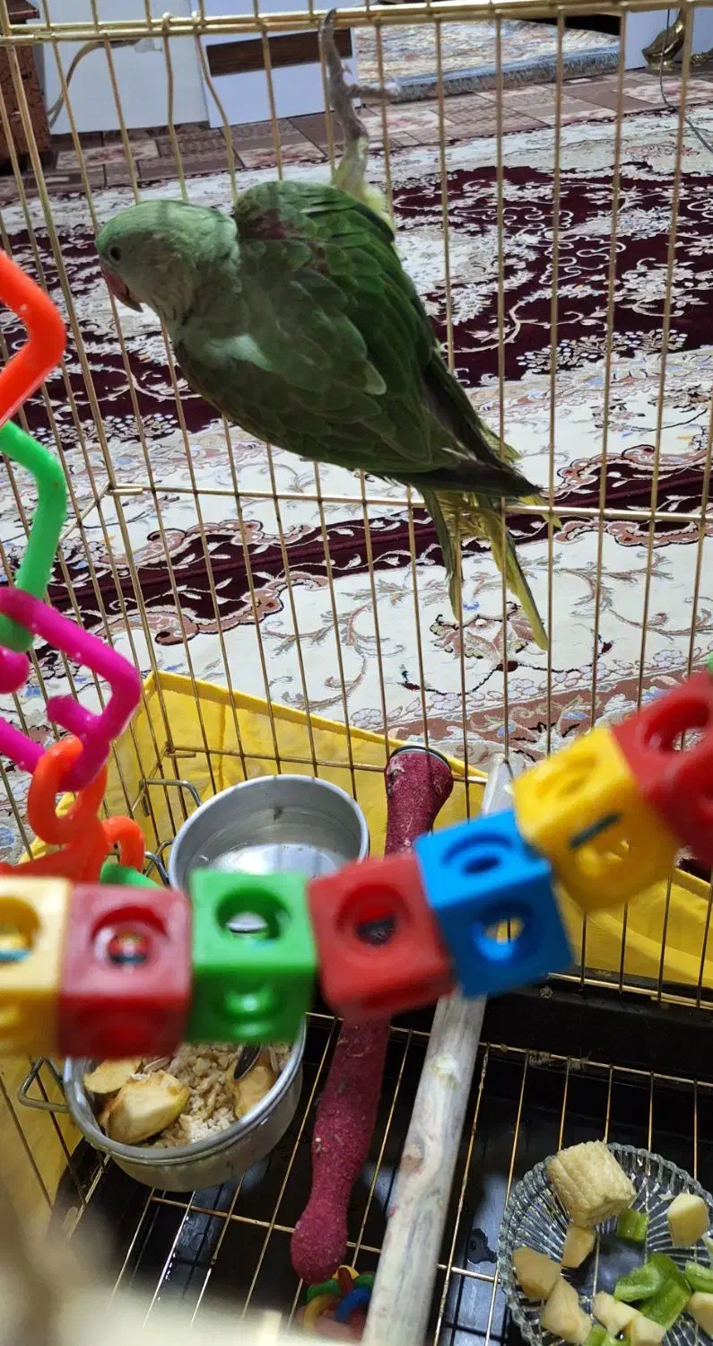 جوجه شاه طوطی نراسکندر چشم مشکی ۳ماهه|پرنده|ملارد, |دیوار