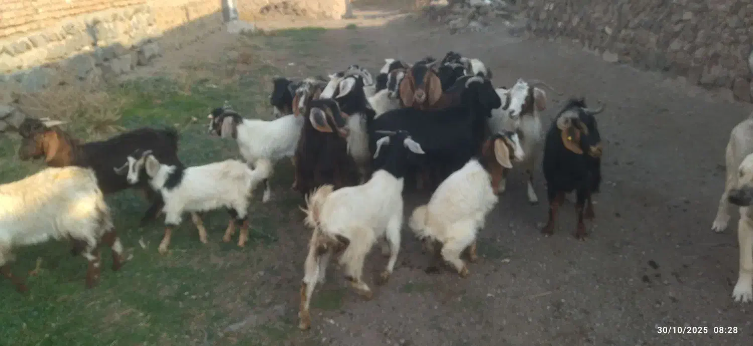 بز و بزغاله|حیوانات مزرعه|ارشق, |دیوار