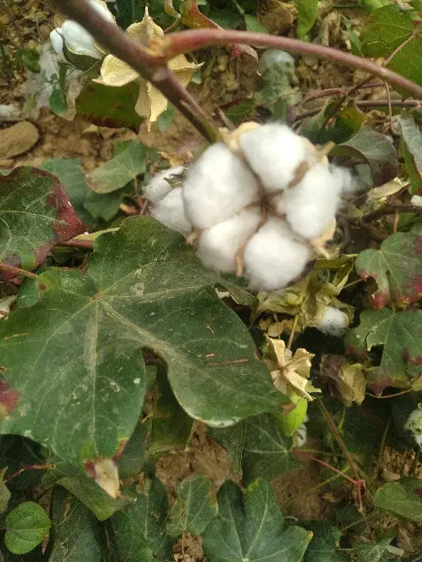 نیاز مند پنبه چین|خدمات باغبانی و درختکاری|داراب, |دیوار