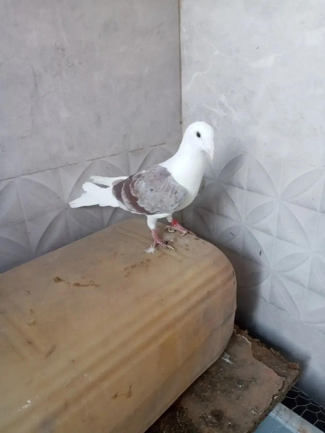 تکپروساده|پرنده|تاتار علیا, |دیوار