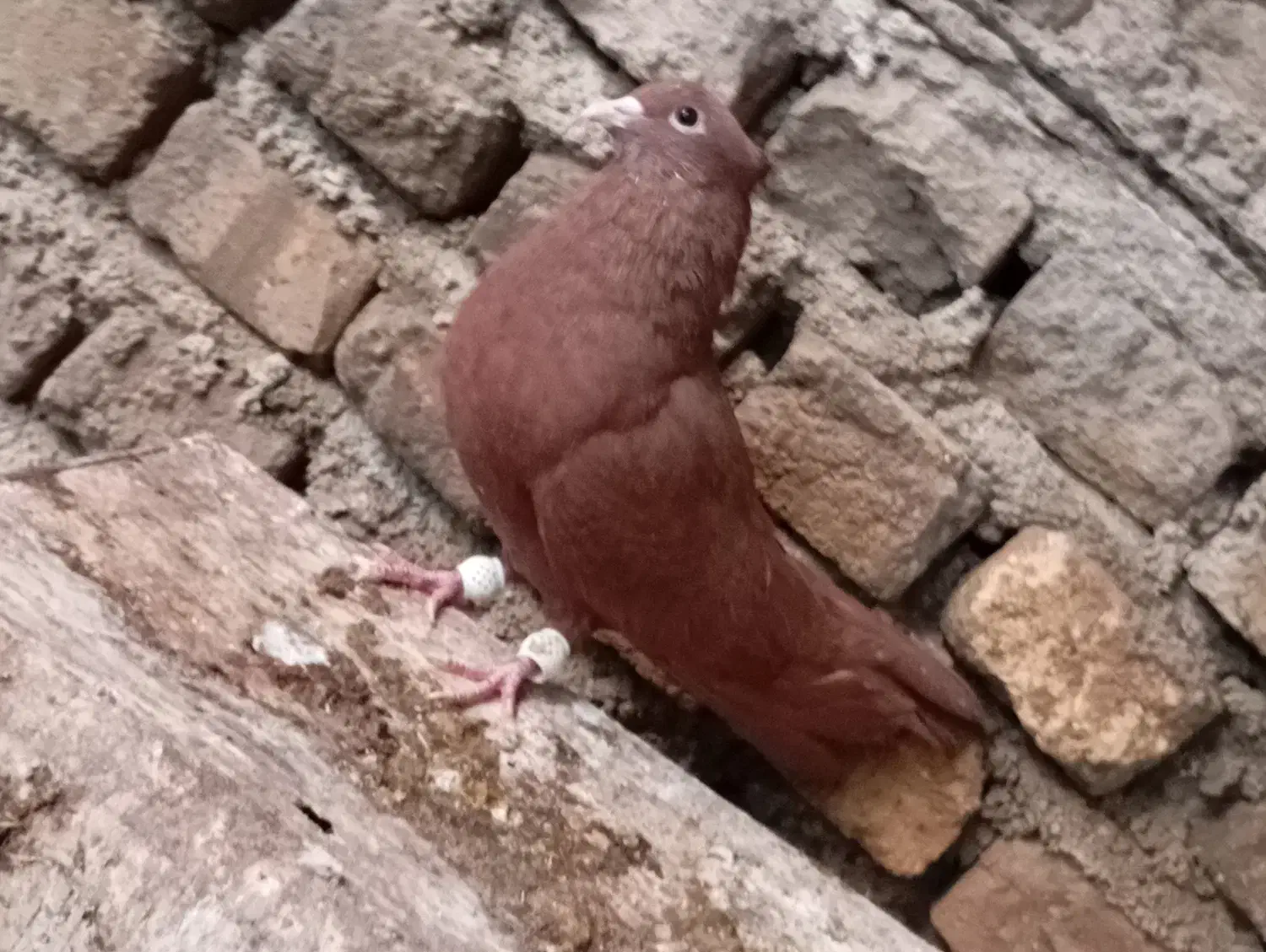 فروش سرخ کاکلی بازیکن|پرنده|کازرون, |دیوار