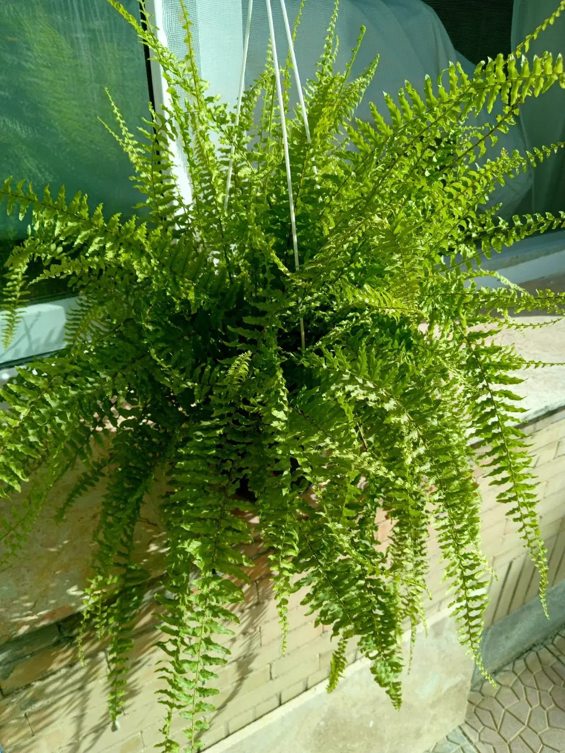 کادو روز زن|گل و گیاه طبیعی|گلبهار, شهر جدید گلبهار|دیوار