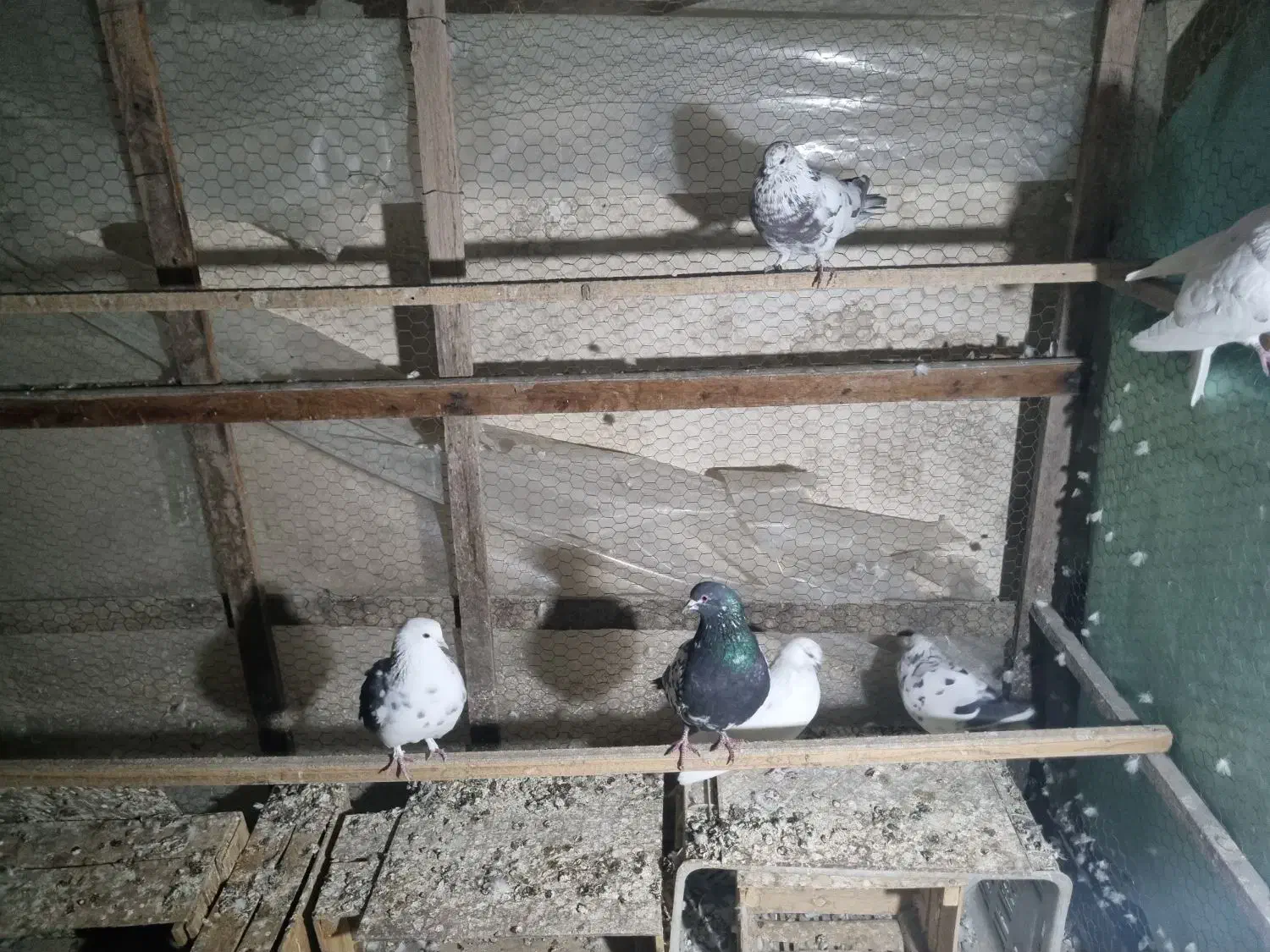 کبوتر|پرنده|قائم‌شهر, |دیوار