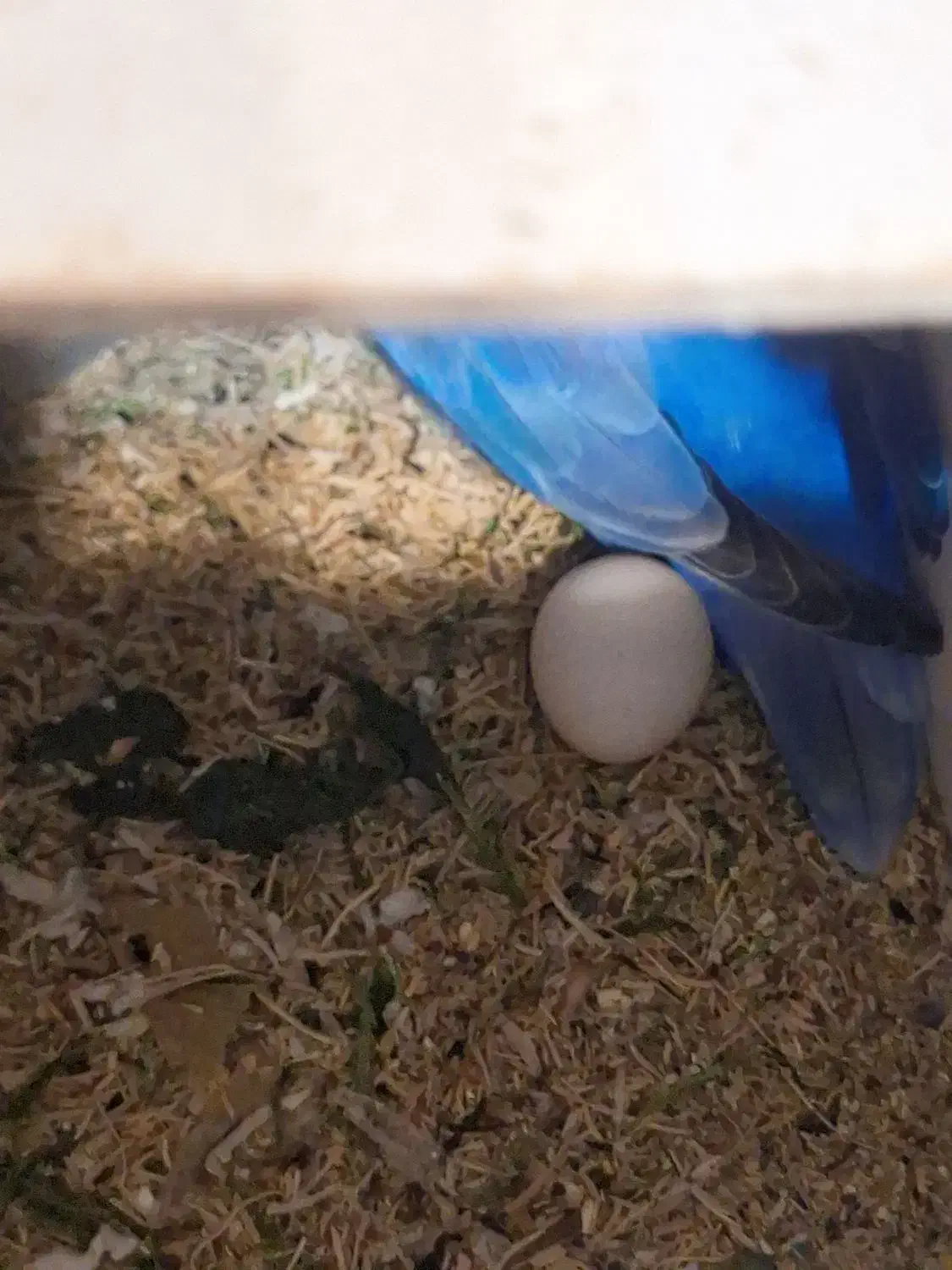 طوطی برزیلی مولد|پرنده|ارومیه, |دیوار