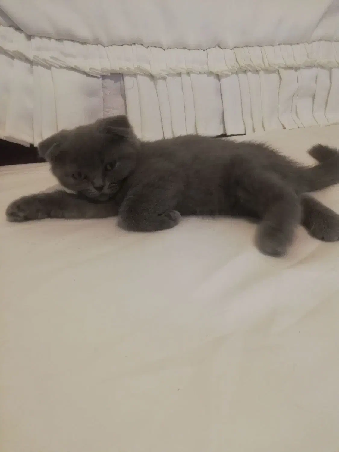 بچه گربه اسکاتیش فولد|گربه|پردیس, فاز ۹|دیوار