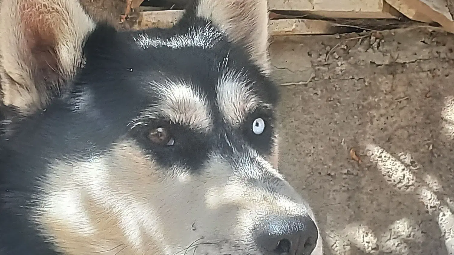 هاسکی|سگ|نیر (اردبیل), |دیوار