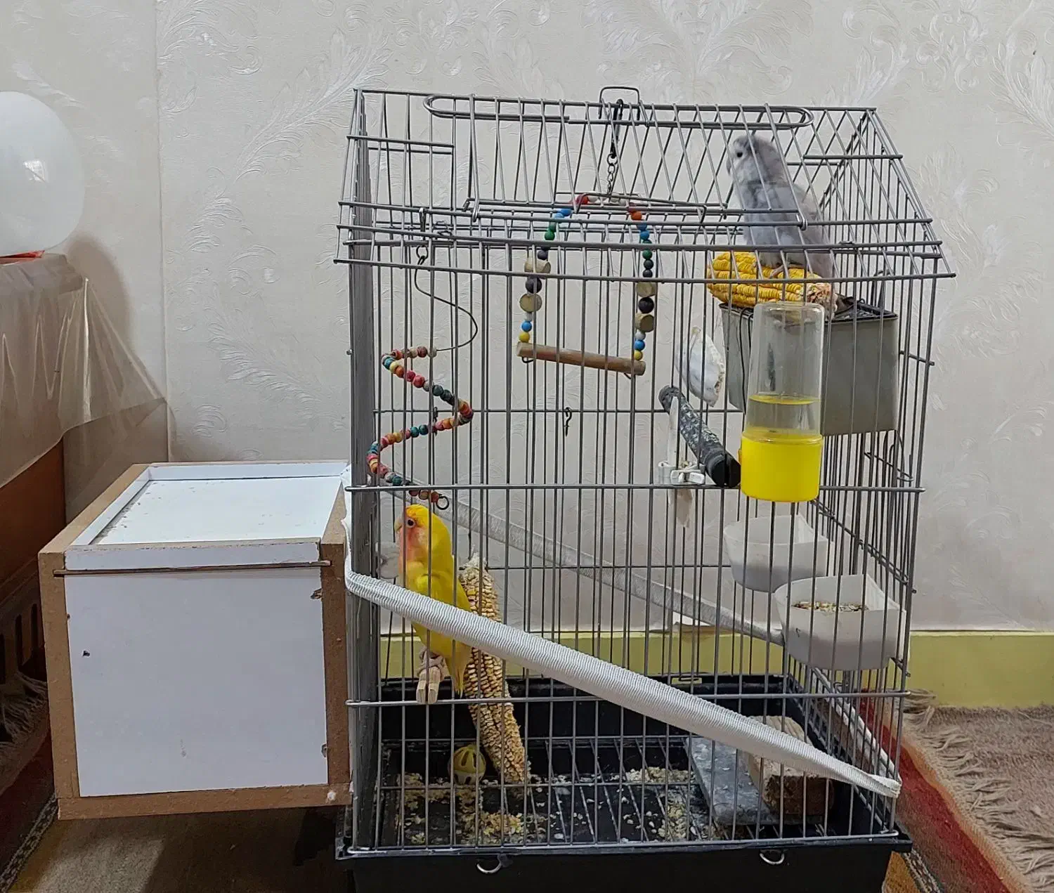 طوطی برزیلی جفت با لوازم|پرنده|امیدیه, |دیوار